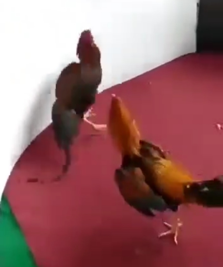 Foto : Hasil Screenshot Perjudian Sabung Ayam Di Lokasi