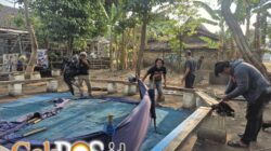 Respons Cepat Aduan Warga, Polres Nganjuk Bongkar Dua Lokasi Sabung Ayam