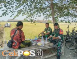LSM GMBI Distrik Gresik Bersama Warga Pundut Trate Panen Raya Padi Ke 3 Dalam Setahun