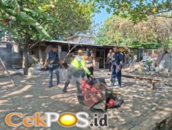 Polsek Waru Bongkar Arena Sabung Ayam di Bungurasih Utara