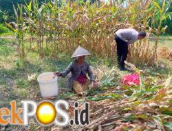 Bahu-Membahu di Ladang Jagung, Jajaran Polresta Malang Kota Bersama Warga Wujudkan Ketahanan Pangan